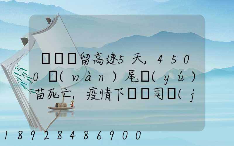 貨車滯留高速5天,4500萬(wàn)尾魚(yú)苗死亡,疫情下貨車司機(jī)有多不易